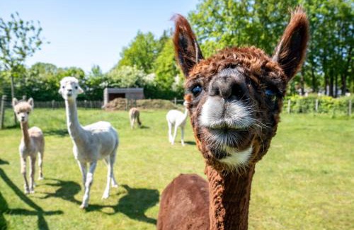 Moerkerke Apartamento | Hoeve den Akker - luxueuze vakantiewoningen met privétuinen en alpaca's nabij Brugge, Damme, Knokke, Sluis en Cadzand