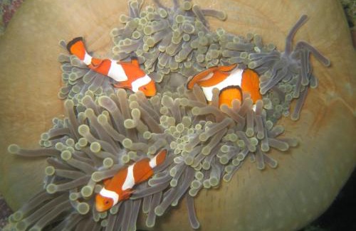 Hoga Island Complejo | Hoga Island Dive Resort Wakatobi