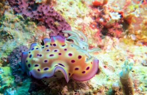 Hoga Island Complejo | Hoga Island Dive Resort Wakatobi