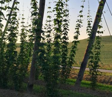 Wolnzach Apartamento | Holledauer Hopfakammerl