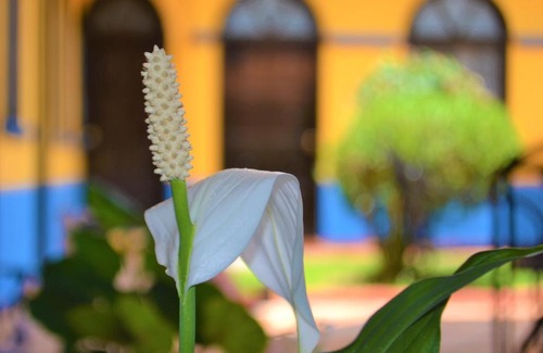 Comitán de Domínguez Hotel | Hotel Delfín Comitán