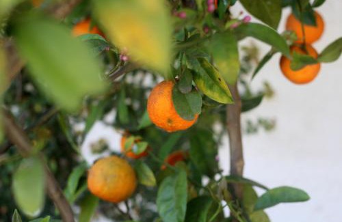 Zacatlán Hotel | Hotel y Cabañas una Cosita de Zacatlán