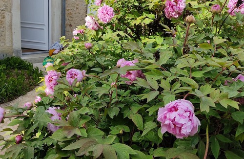 Bernay-en-Champagne Casa | house in the heart of the village