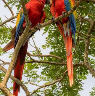 Tárcoles Cama Y Desayuno | House of the Macaws