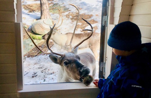 Espoo Cabina | Igluhut sleeping with reindeer