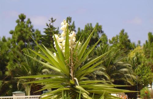Chlorakas Apartamento | Ikaria village-ground floor apartment No 4