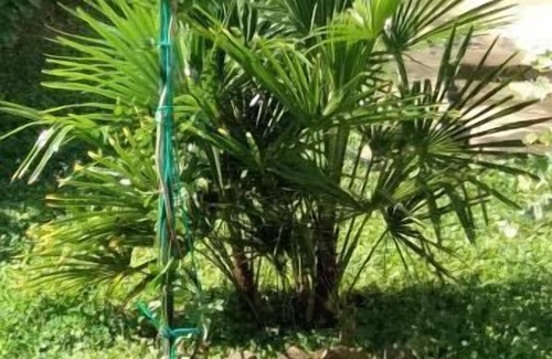 Oliveto Apartamento | Il Cottage degli Ulivi