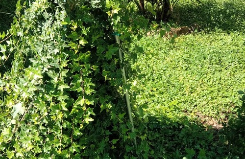 Oliveto Apartamento | Il Cottage degli Ulivi