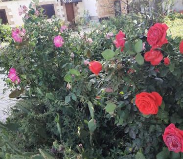 Castromediano Casa | IL GELSO LECCE Affitti Brevi