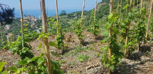 Corniglia Cama Y Desayuno | Il Soppalco