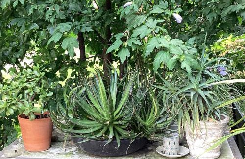 San Leonardo Cama Y Desayuno | Il villino della duchessa