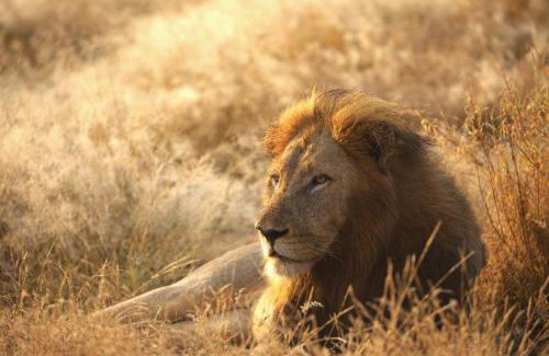 Hoedspruit Cabina | Imagine Africa Luxury Tented Camp