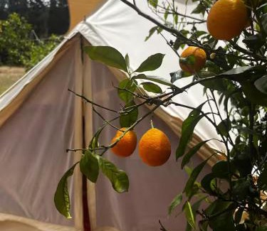 Quartu Sant'Elena Otro | In Our Garden Sardinia - Orange Trees Glamping Tent
