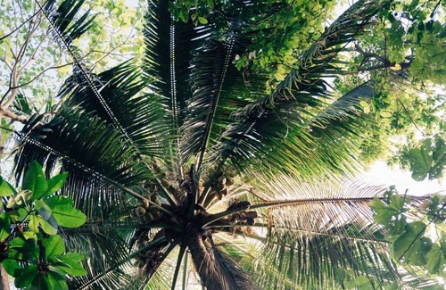 Aore Island Cabaña | Island View Cottage 1 BR Aore Island Vanuatu