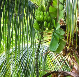 Schoelcher Apartamento | Ixora au Refuge de Madiana à Schoelcher