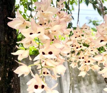 Vinh Yen Casa | J'adore Garden House Vinh Yen