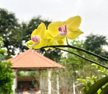 Vinh Yen Casa | J'adore Garden House Vinh Yen