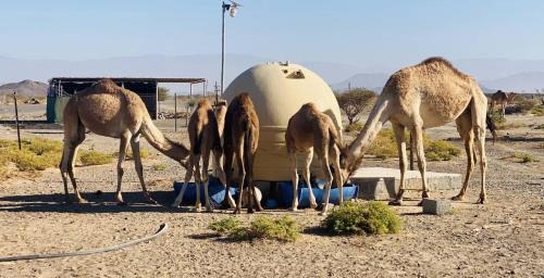 Bahla Otro | Jabreen Castle Camping