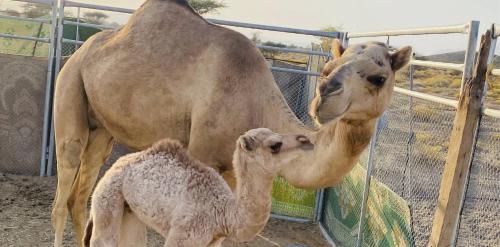 Bahla Otro | Jabreen Castle Camping
