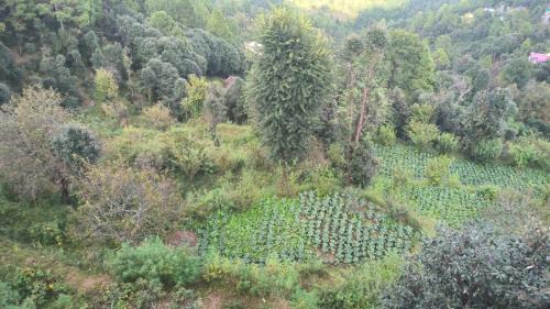 Mukteshwar Casa | Jaishnavi Homestay And Restaurant