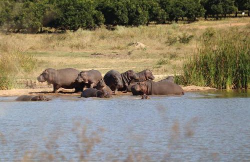 Maruleng Casa | JakkalsDraai River Bush Lodge