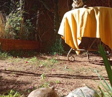 Sidi Ifni Casa | Janna d'Ifni