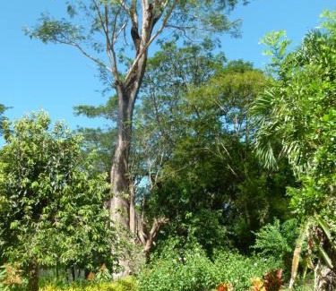 Jicaral Otro | Jardines del Golfo