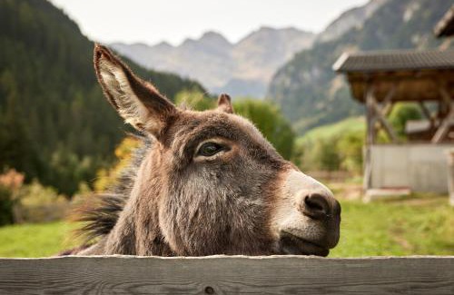 Racines Apartamento | Jaufenspitze Blasighof