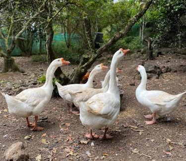 Santiago Casa | Jicote finca de ecoturismo