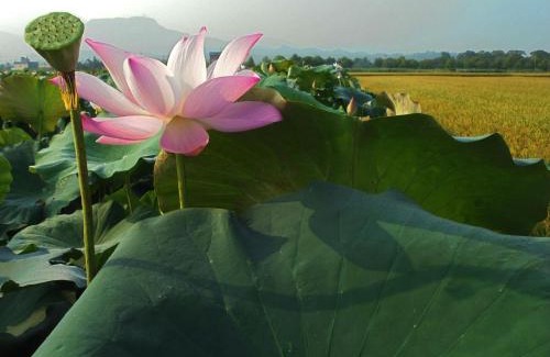 Baihe Cama Y Desayuno | Joel's Garden 悠爾庭園古厝民宿