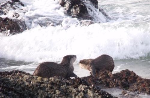 Nature's Valley Apartamento | Kamma-Otter