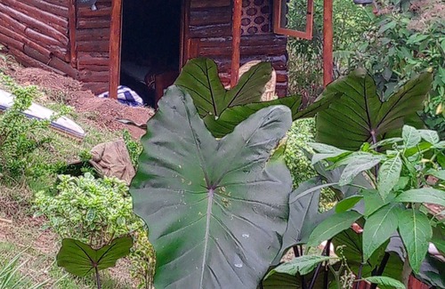 Kitojo Cabaña | Karangura trekkers eco camp