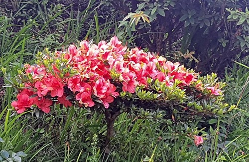 Kurseong Casa | KaSangla Homestay