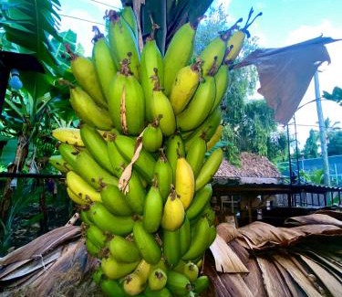 Mto wa Mbu Otro | Kijijishamba