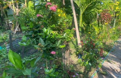 Don Det Casa | King Kong Restaurant and Bungalows