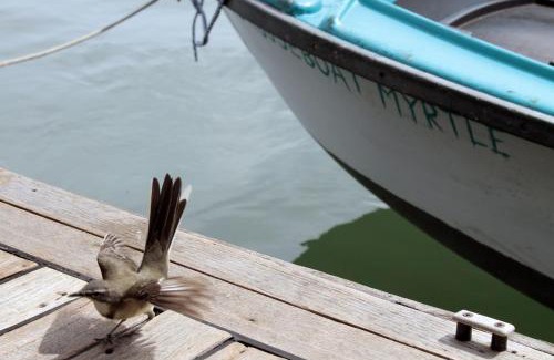 Knysna Alquiler De Eote | Knysna Houseboat Myrtle