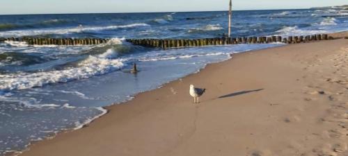 Kolobrzeg Apartamento | Koło Brzegu SPA, Jacuzzi Lwowska