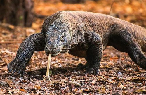 Komodo Casa | komodo homestay