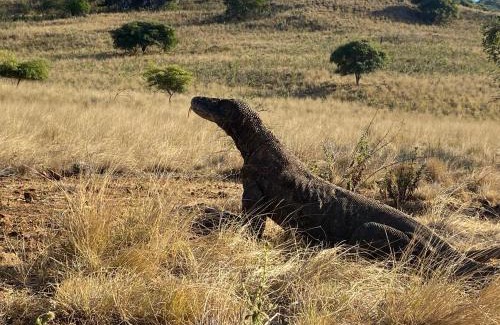 Komodo Casa | Komodo wisata homestay