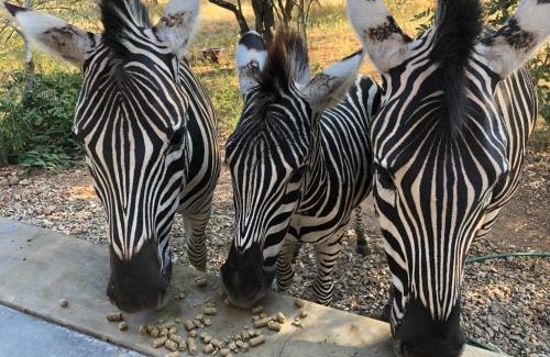 Marloth Park Casa | Kruger Willows