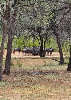 Ghanzi Complejo | Kukama Bush Camp