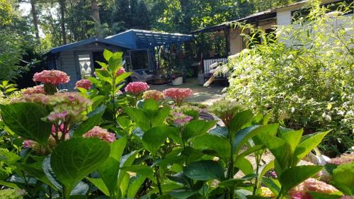 Bosgebied Hoenderloo Chalet De Esquí | Kunstenaars Boshuisje Veluwe