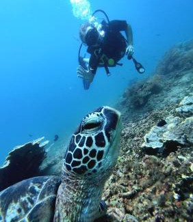 Purwakerti Complejo | Kura Kura Divers Lodge