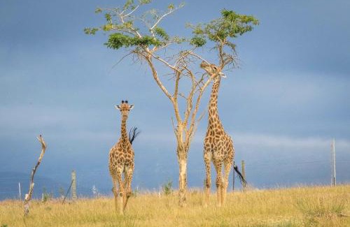 Swellendam Casa | Kwetu Guest Farm