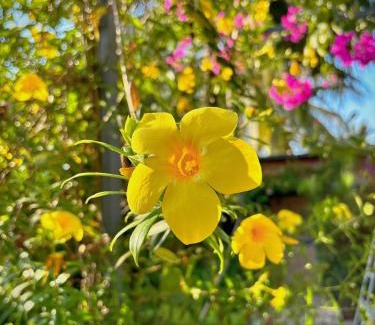 Long Ho Casa | LỌ LEM CINDERELLA HOMESTAY