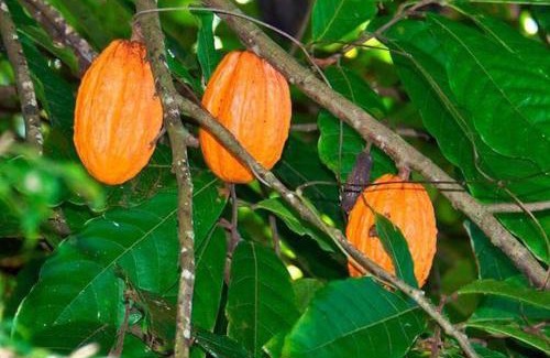 Perinet Casa | L'îlet cacao