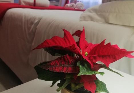 Caserta Cama Y Desayuno | L' albero di giada
