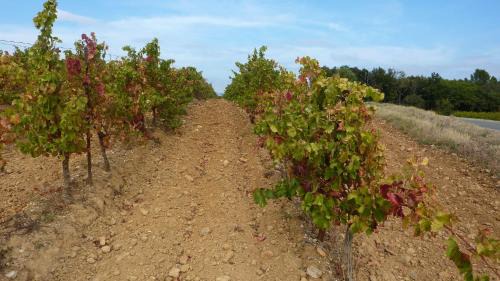 Rustiques Casa | l'Ecrit Vin
