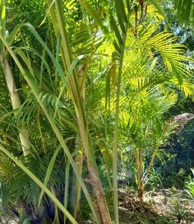 Malendure Casa | L'Eden Caraïbe