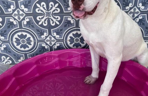 Municipio de Juárez Casa | La casa de Bruno hotel canino